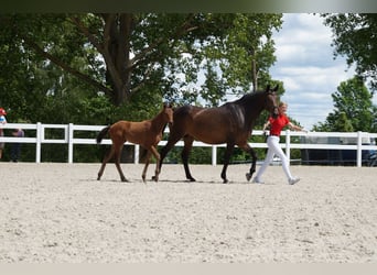 German Sport Horse, Mare, 1 year, Brown