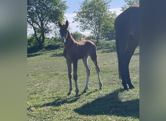 German Sport Horse, Mare, 1 year, Chestnut