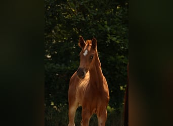 German Sport Horse, Mare, 1 year, Chestnut