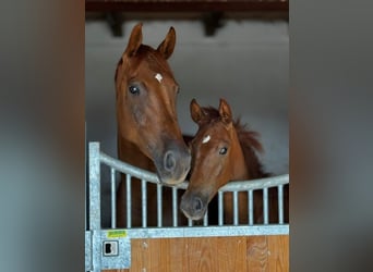German Sport Horse, Mare, 1 year, Chestnut-Red