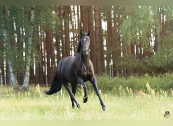 German Sport Horse, Mare, 20 years, 15.2 hh, Bay-Dark