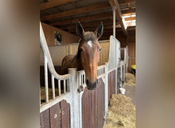 German Sport Horse, Mare, 20 years, 16.2 hh, Brown