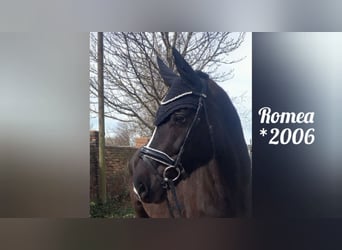 German Sport Horse, Mare, 20 years, 16,2 hh, Black