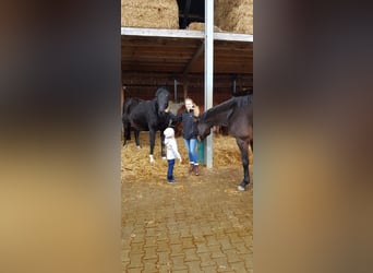 German Sport Horse, Mare, 20 years, 17 hh, Black