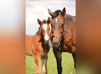 German Sport Horse, Mare, 20 years, Brown