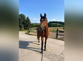 German Sport Horse, Mare, 21 years, 16 hh, Brown