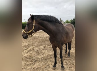 German Sport Horse, Mare, 23 years, Brown