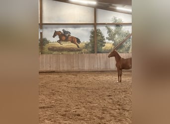 German Sport Horse, Mare, 2 years, 14,1 hh, Chestnut-Red
