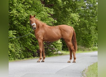 German Sport Horse, Mare, 2 years, 15.1 hh, Chestnut-Red