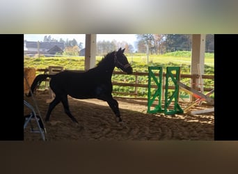 German Sport Horse, Mare, 2 years, 15.2 hh, Black