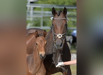 German Sport Horse, Mare, 2 years, 15.2 hh, Brown