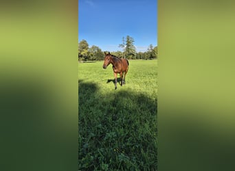 German Sport Horse, Mare, 2 years, 15.2 hh, Brown