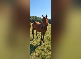 German Sport Horse, Mare, 2 years, 15.2 hh, Brown