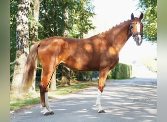 German Sport Horse, Mare, 2 years, 15.2 hh, Chestnut-Red
