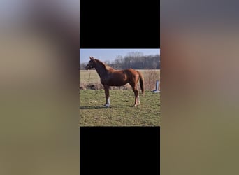 German Sport Horse, Mare, 2 years, 15.3 hh, Chestnut-Red