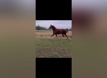 German Sport Horse, Mare, 2 years, 15.3 hh, Chestnut-Red