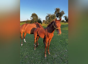 German Sport Horse, Mare, 2 years, 15,3 hh, Chestnut-Red