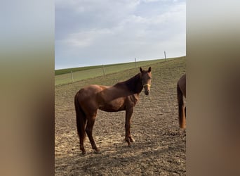 German Sport Horse, Mare, 2 years, 15,3 hh, Chestnut-Red