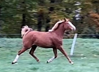 German Sport Horse, Mare, 2 years, 15,3 hh, Chestnut-Red