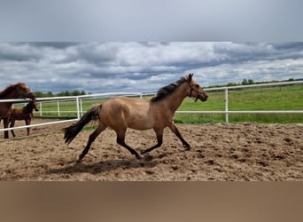 German Sport Horse, Mare, 2 years, 15,3 hh, Dun