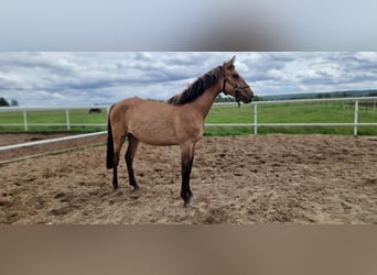 German Sport Horse, Mare, 2 years, 15,3 hh, Dun