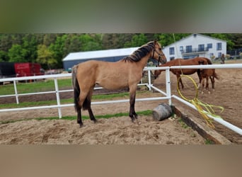 German Sport Horse, Mare, 2 years, 15,3 hh, Dun