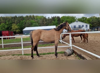 German Sport Horse, Mare, 2 years, 15,3 hh, Dun