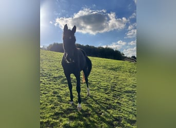 German Sport Horse, Mare, 2 years, 16.1 hh, Black