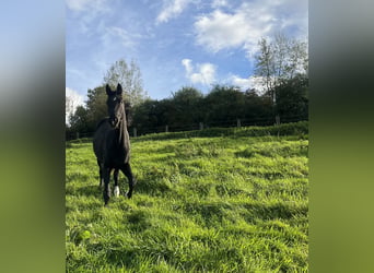 German Sport Horse, Mare, 2 years, 16.1 hh, Black