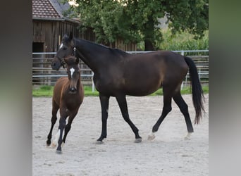 German Sport Horse, Mare, 2 years, 16.1 hh, Brown