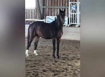 German Sport Horse, Mare, 2 years, 16.1 hh, Brown