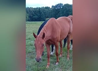 German Sport Horse, Mare, 2 years, 16.1 hh, Chestnut-Red
