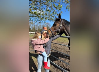 German Sport Horse, Mare, 2 years, 16.2 hh, Brown