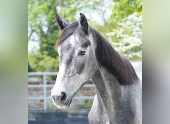 German Sport Horse, Mare, 2 years, 16.2 hh, Can be white