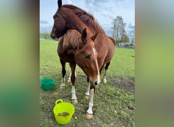 German Sport Horse, Mare, 2 years, 16.2 hh, Chestnut-Red