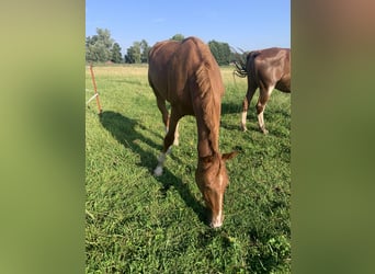 German Sport Horse, Mare, 2 years, 16.2 hh, Chestnut-Red