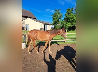 German Sport Horse, Mare, 2 years, 16.3 hh, Chestnut