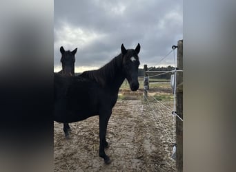 German Sport Horse, Mare, 2 years, 16 hh, Black