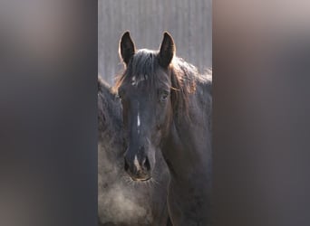 German Sport Horse, Mare, 2 years, 16 hh, Black