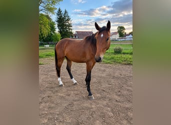 German Sport Horse, Mare, 2 years, 16 hh, Brown