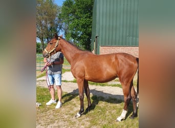 German Sport Horse, Mare, 2 years, 16 hh, Brown
