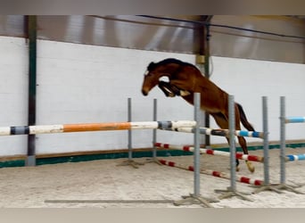 German Sport Horse, Mare, 2 years, 16 hh, Brown