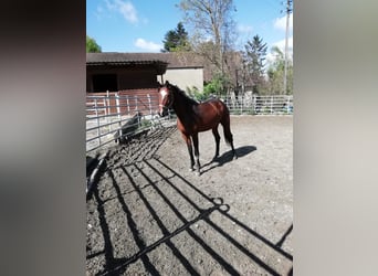 German Sport Horse, Mare, 2 years, 16 hh, Brown