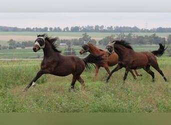 German Sport Horse, Mare, 2 years, 16,1 hh, Brown