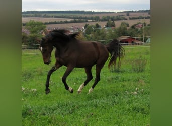 German Sport Horse, Mare, 2 years, 16,1 hh, Brown