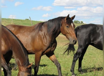 German Sport Horse, Mare, 2 years, 16,1 hh, Brown