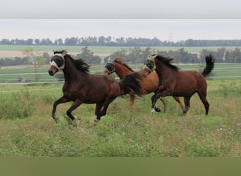 German Sport Horse, Mare, 2 years, 16,1 hh, Brown