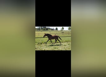German Sport Horse, Mare, 2 years, 16,2 hh, Brown