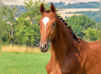 German Sport Horse, Mare, 2 years, 16,2 hh, Chestnut