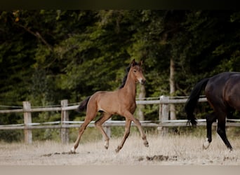 German Sport Horse, Mare, 2 years, Bay-Dark